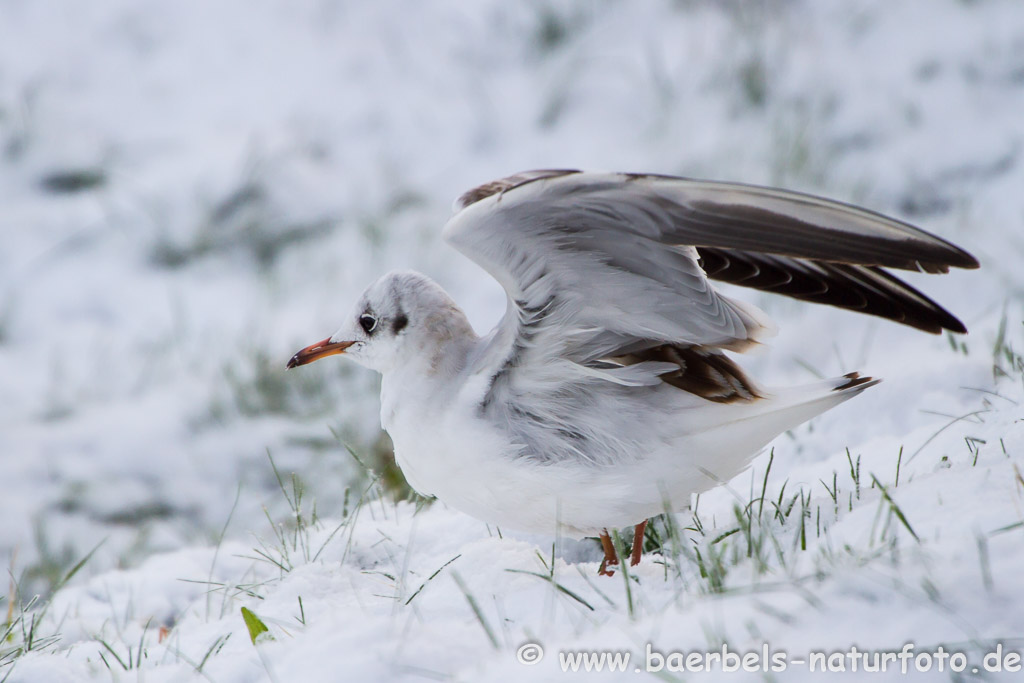 So weiß wie Schnee