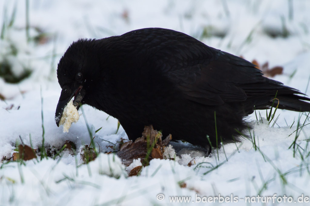 findet Futter im Schnee