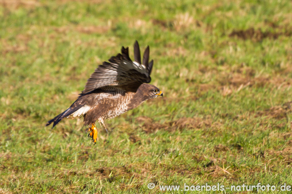 Abflug Mäusebussard