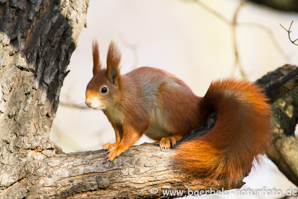 Eichhörnchen