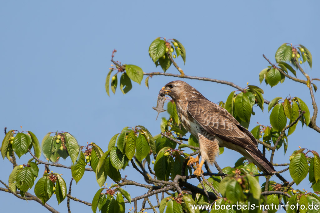 Mäusebussard mit Maus