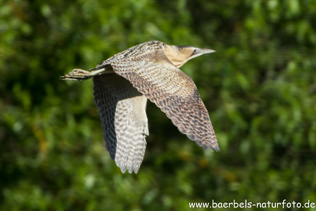 fliegende Rohrdommel