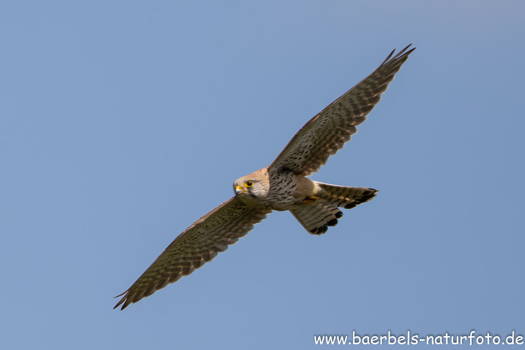 Turmfalke auf Nahrungssuche