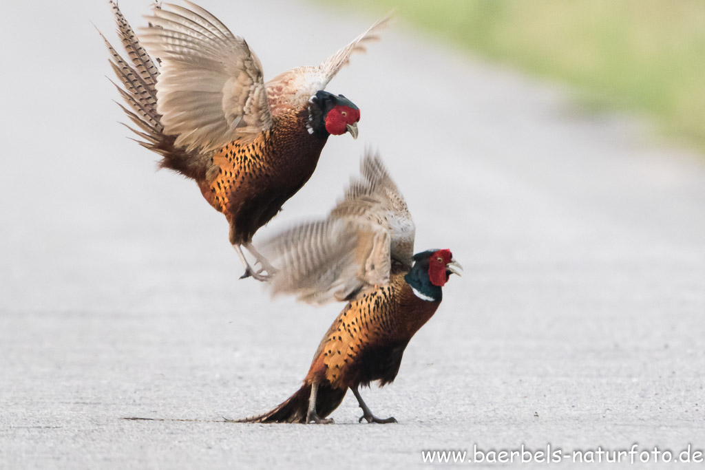 Jagdfasane im Morgengrauen