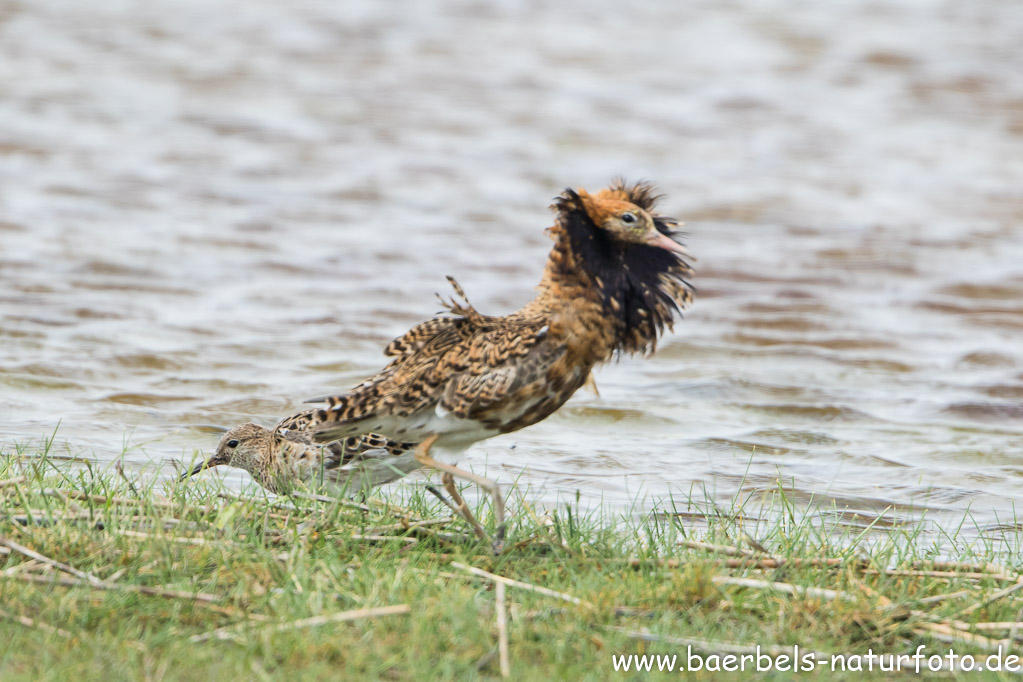 Balzgehabe der Männchen