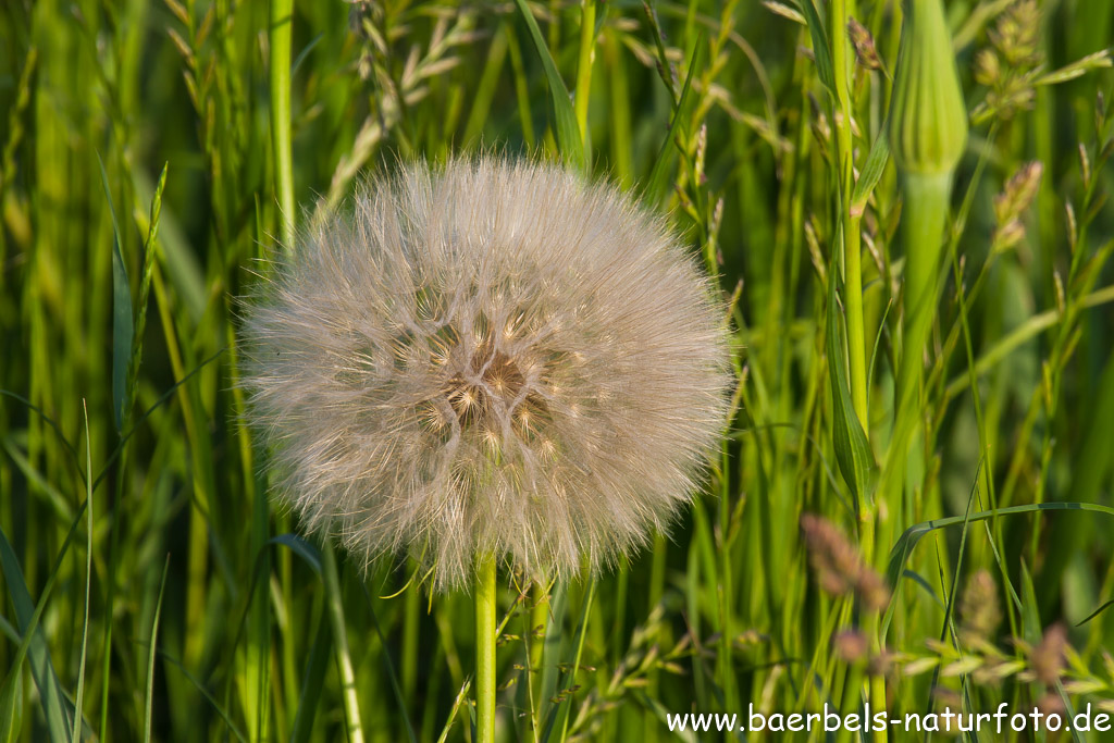 Riesenpusteblume