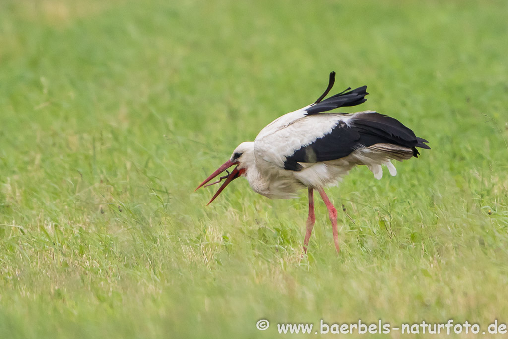 Weßstorch wird mit Regenwurm satt