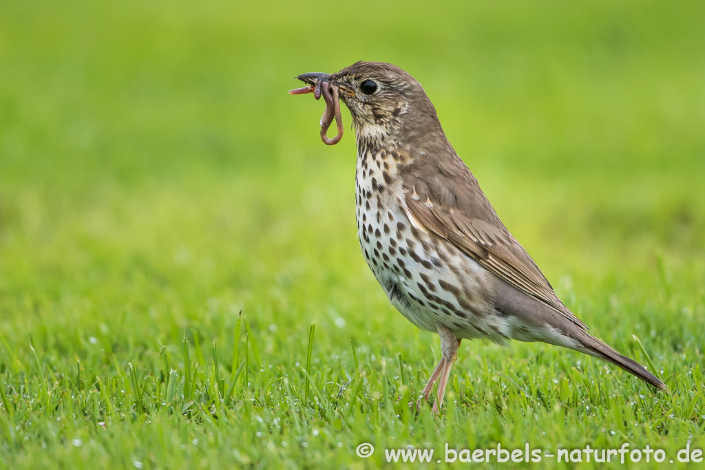 Singdrossel auf Futtersuche