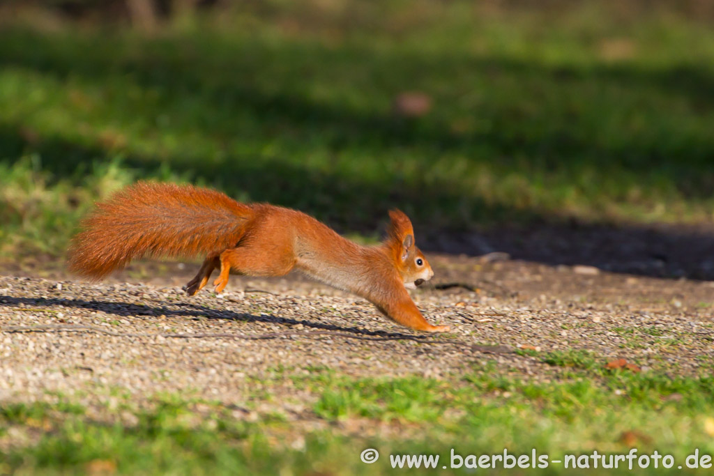 Eichhörnchen im Galopp