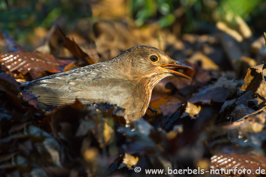 Weibl. Amsel wühlt im Laub