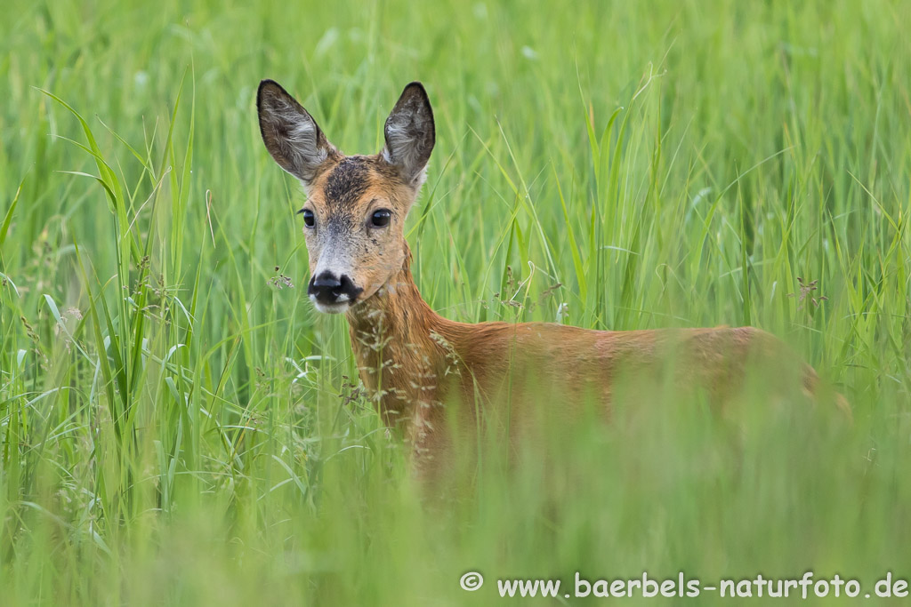 Reh in der Wiese