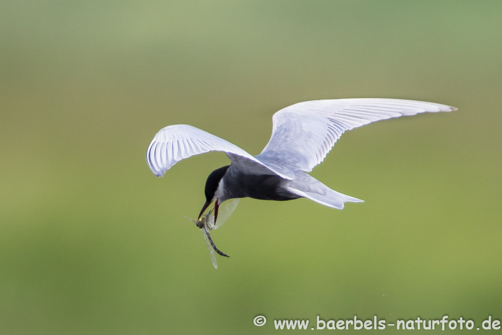 Weißbartseeschwalbe fängt im Flug eine Libelle