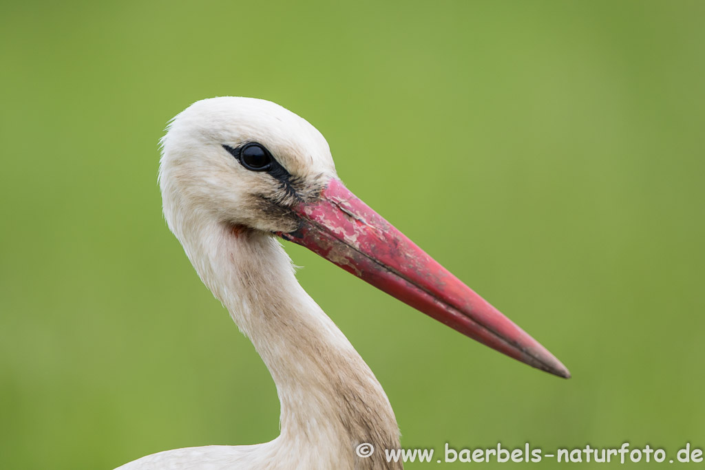 Porträt Weißstorch