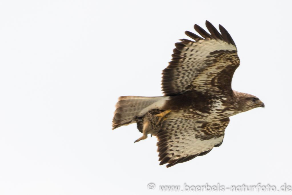 Mäusebussard mit Hase