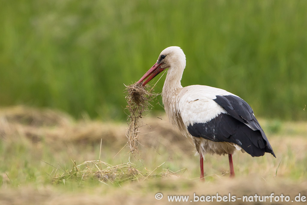 Weißstorch bei erfolgloser Jagd nach Mäusen