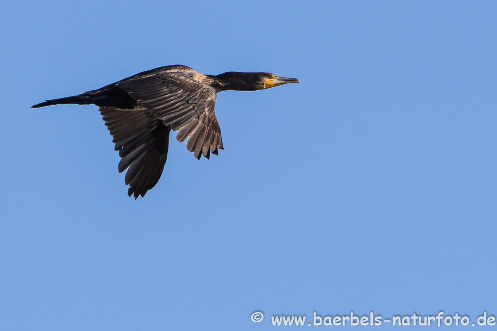 Kormoran