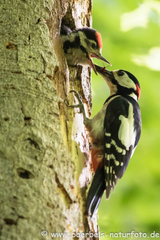 Buntspecht wird im Wald gefüttert