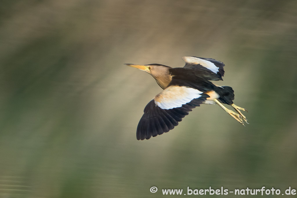 Zwergdommel fliegt übers Wasser