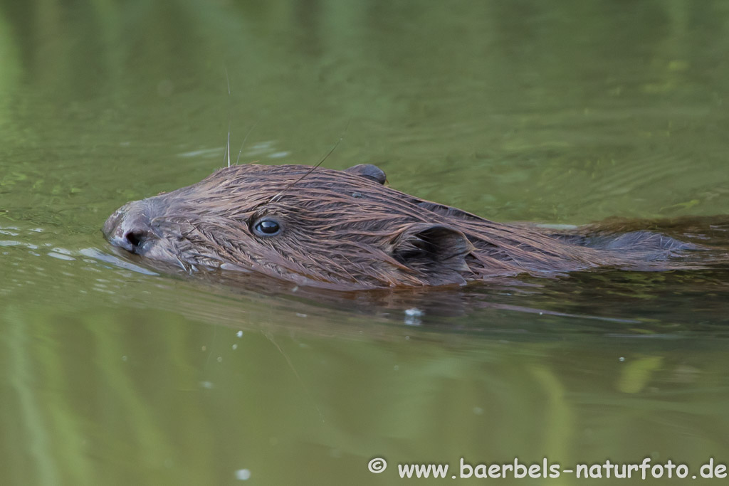 schwimmt nah an mir vorbei