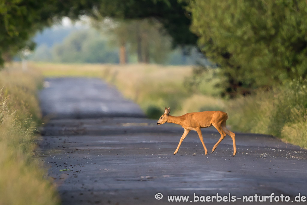 In den Abendstunden quert ein Reh die Straße