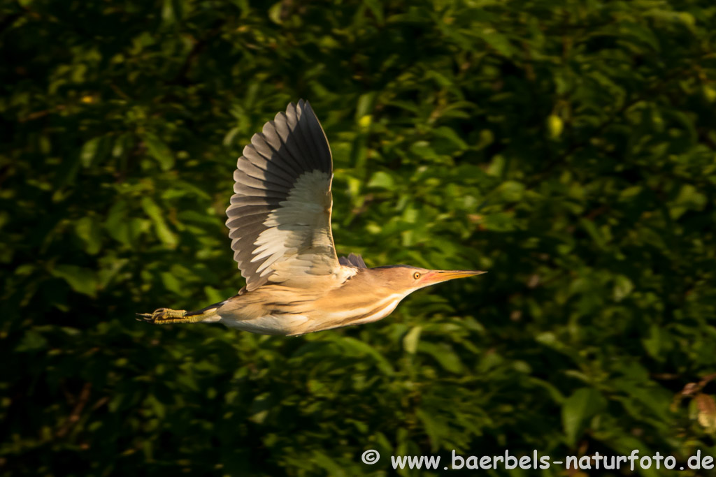 Zwergdommel fliegt vorbei