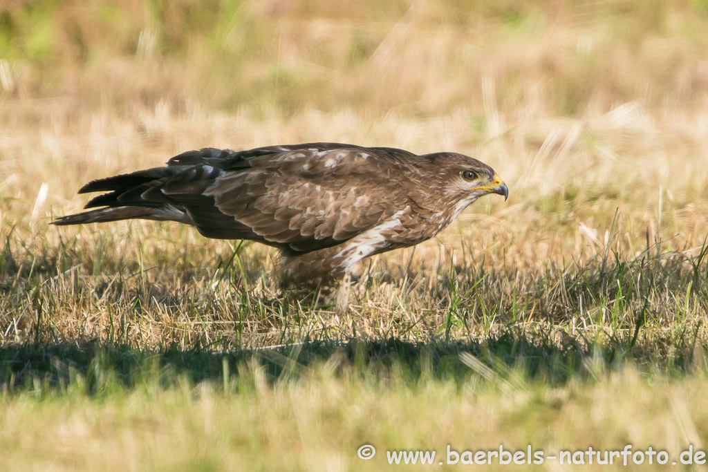 Mäusebussard