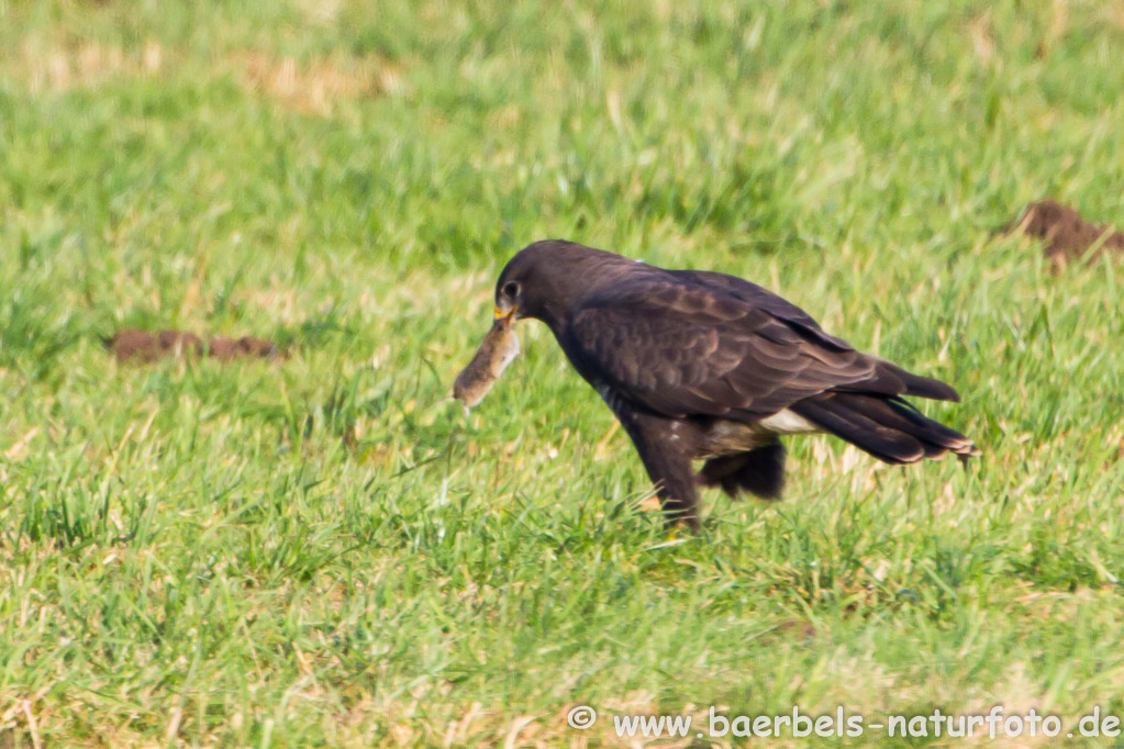 Mäusebussard erwischt eine Maus  NMZ