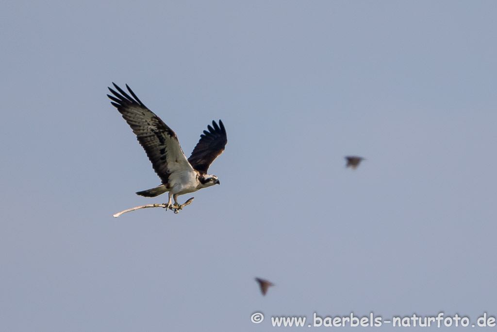 Fischadler bessert nach Starkregen und Hagel sein Nest aus begleitet von Staren