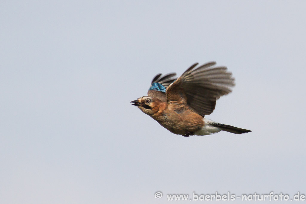 Eichelhäher fliegt vorbei