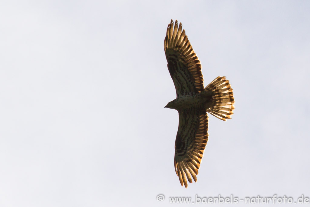 Wespenbussard