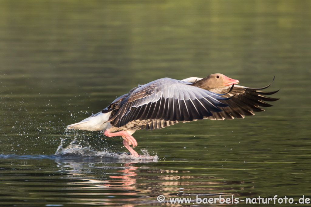 Graugans im Anflug