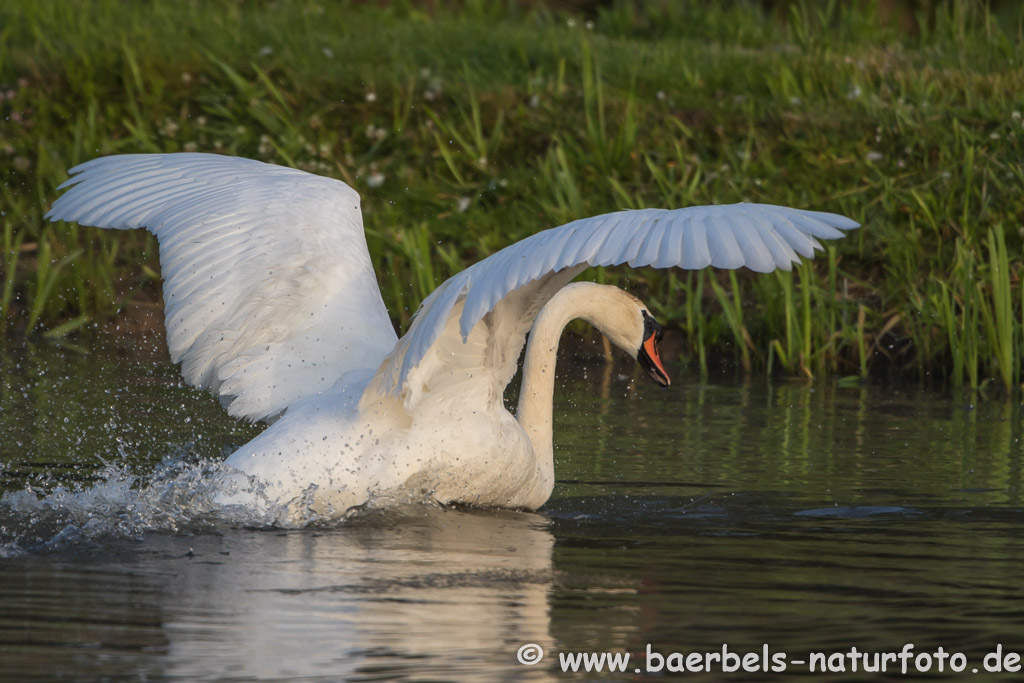 Höckerschwan