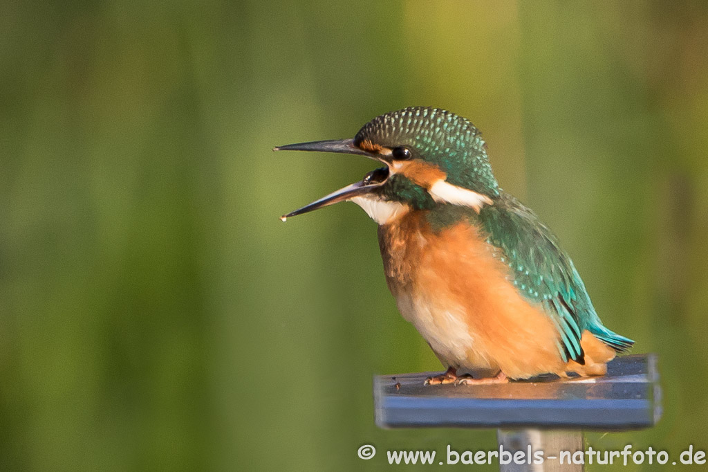 Eisvogel