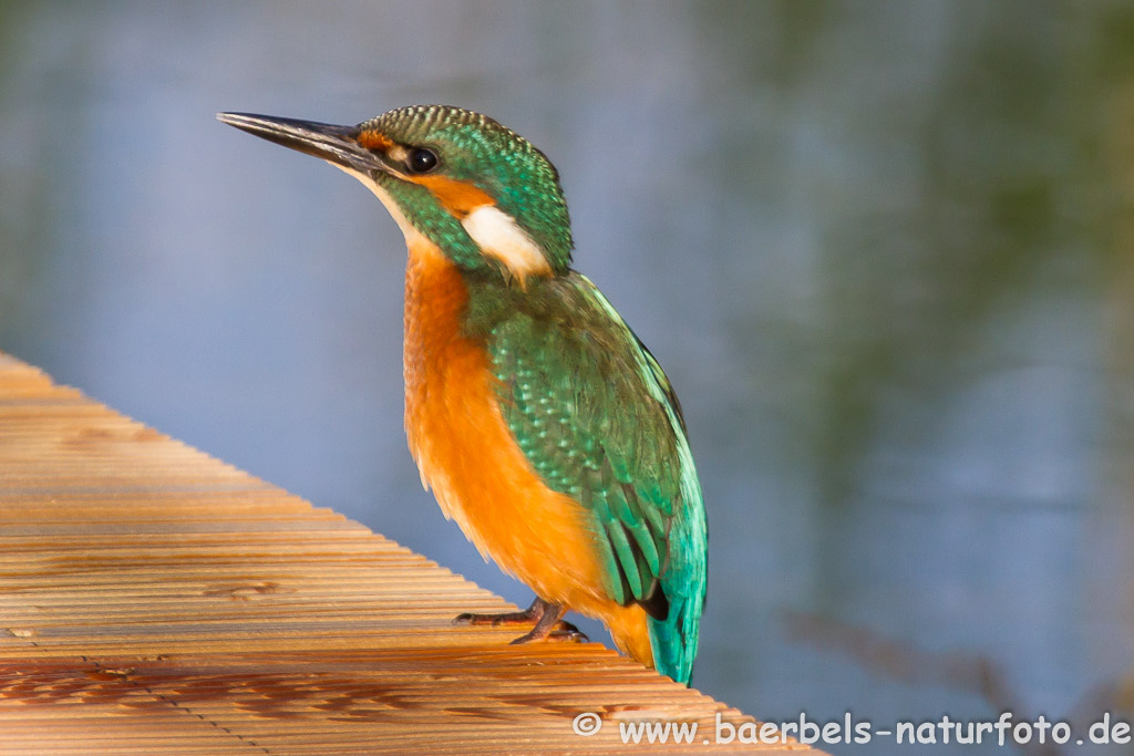 Eisvogel am Steg