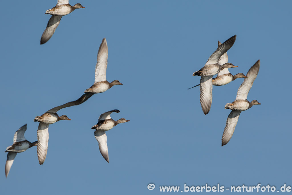 Flug der Schnatterenten