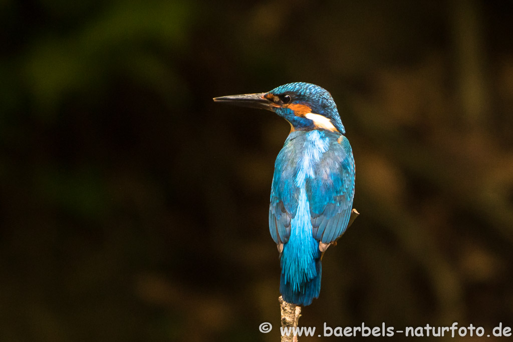 Eisvogel