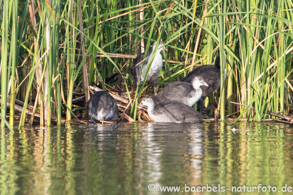 Ein Nest mit halbstarken Blässhühnern