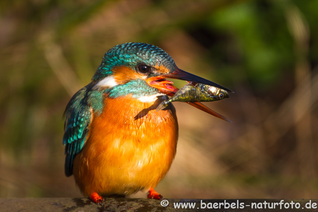 Eisvogel weibl. mit Fisch