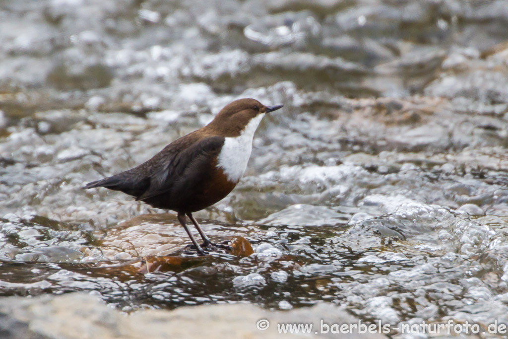 Wasseramsel