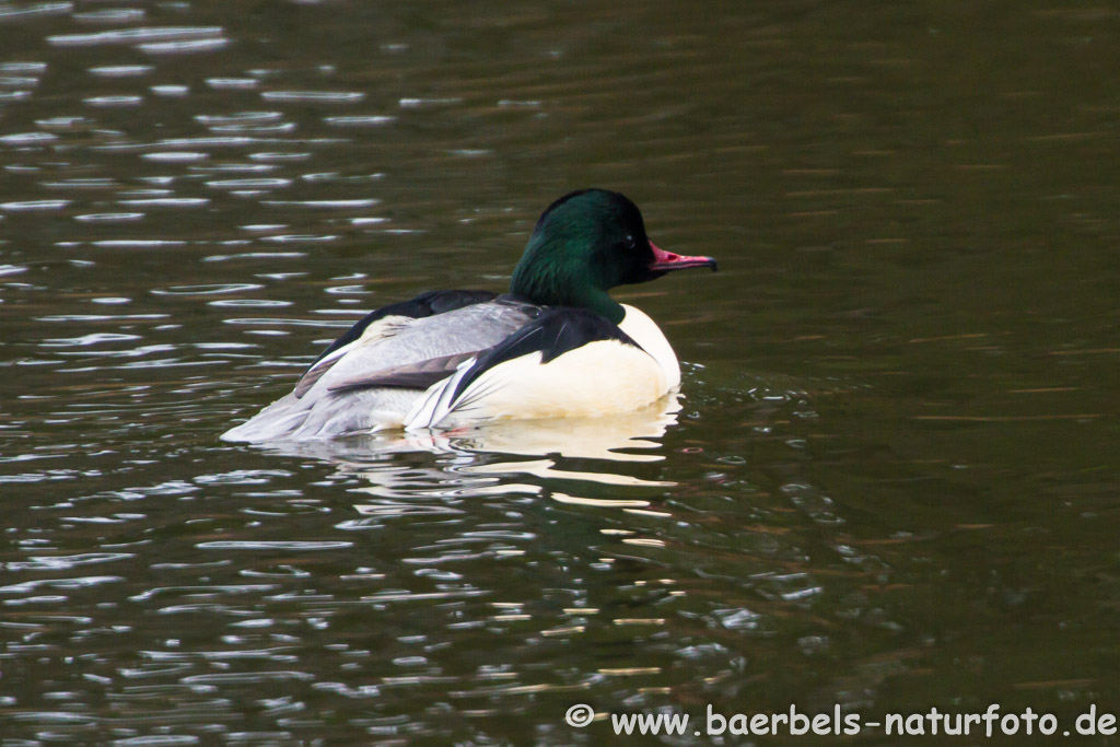 Gänsesäger auf der Mulde