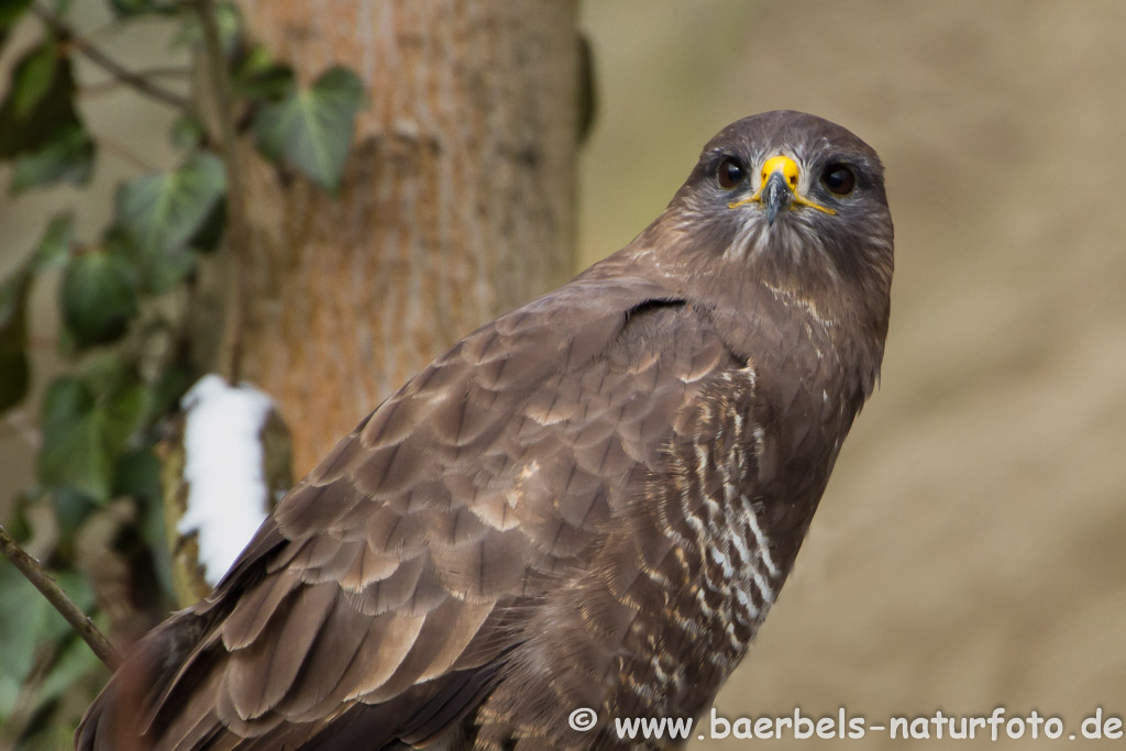 Mäusebussard