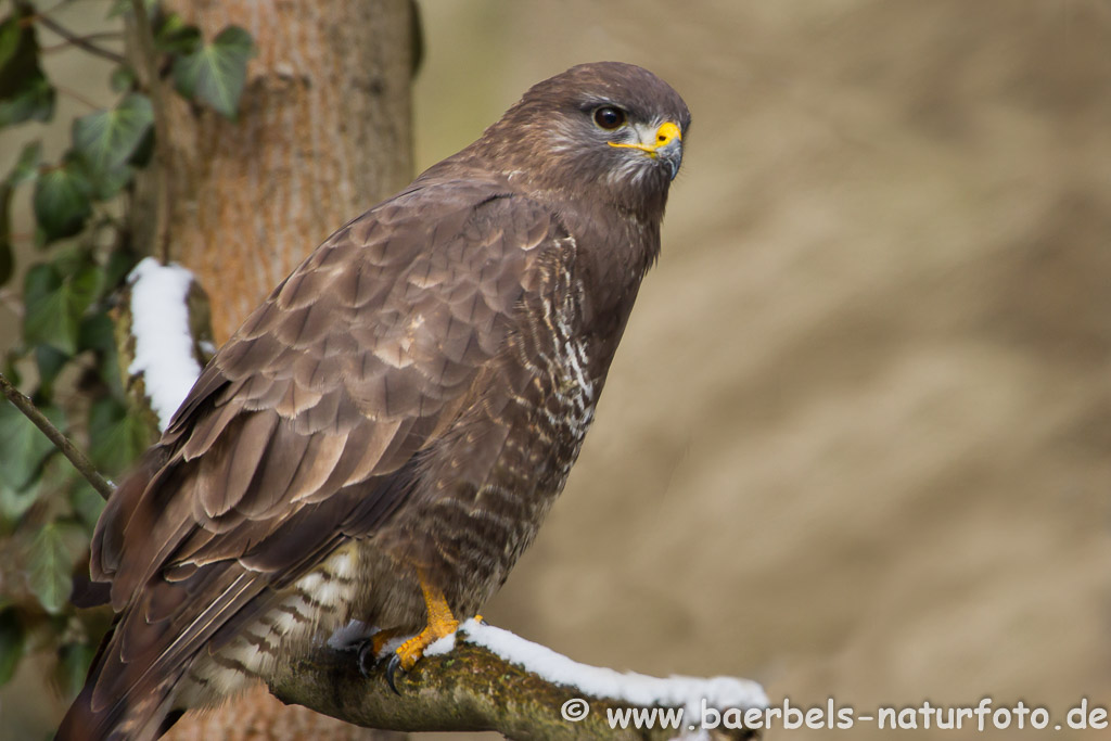 Mäusebussard