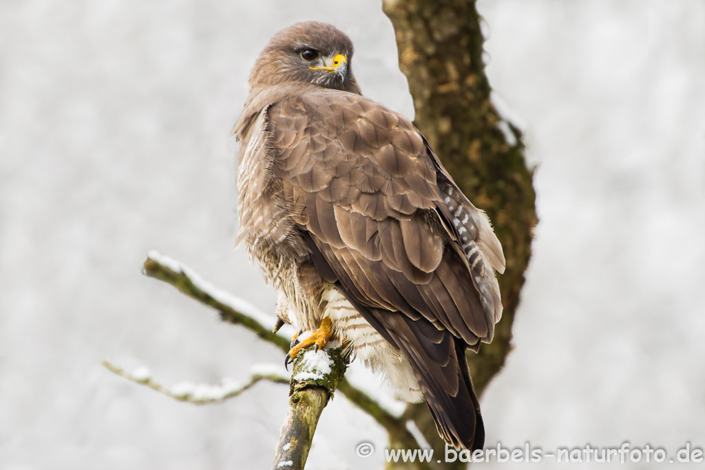 Mäusebussard