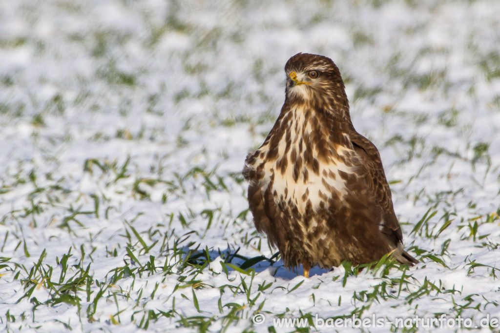 Mäusebussard