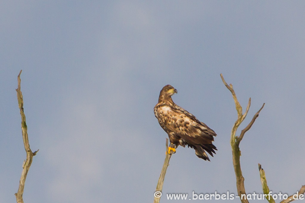 Seeadler beringt