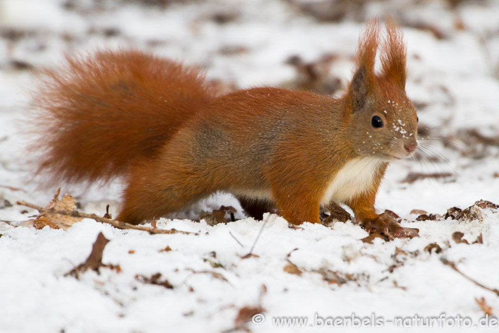 Eichhörnchen im Schnee