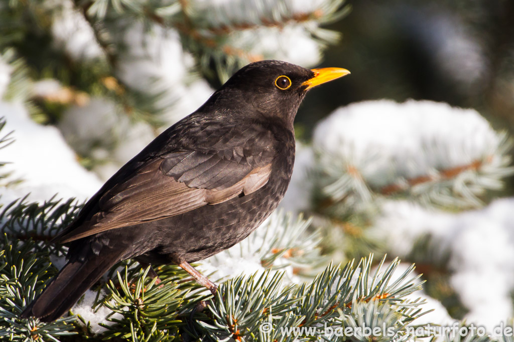 Männl. Amsel