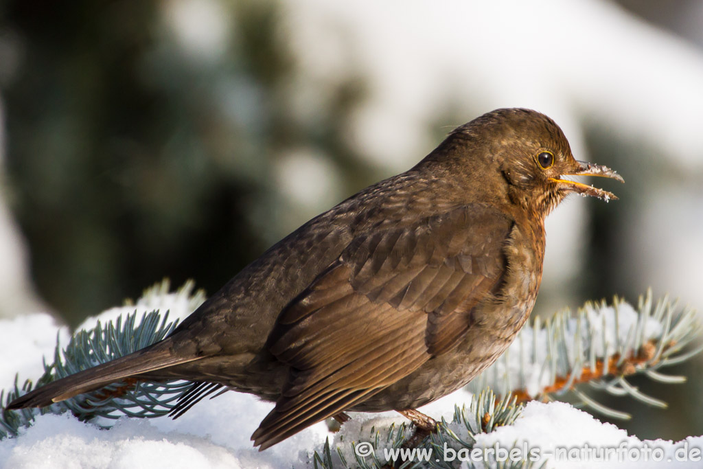 Weibl. Amsel