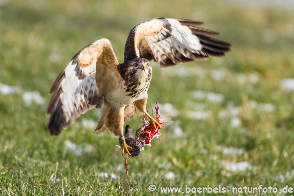 Schnell fliegt er davon