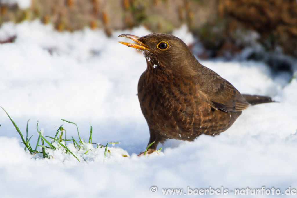 Weibl. Amsel